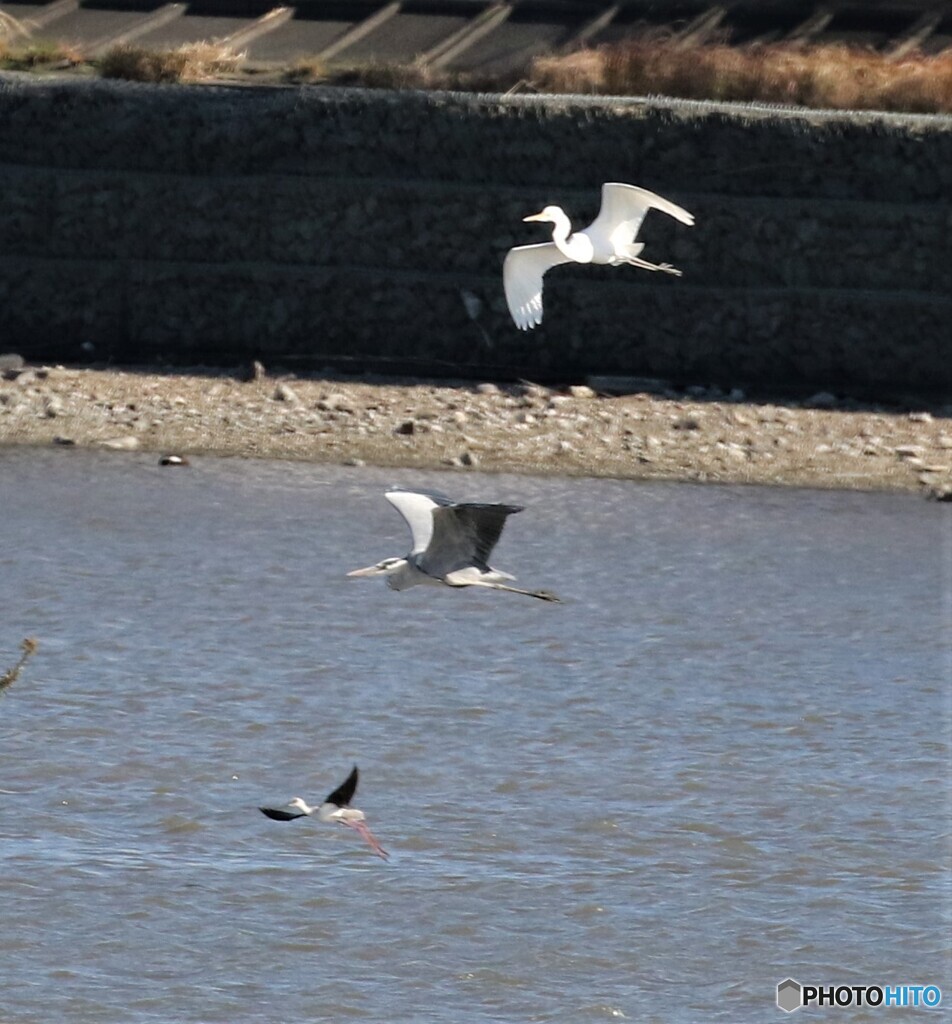 水辺の野鳥・三種。