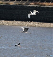 水辺の野鳥・三種。