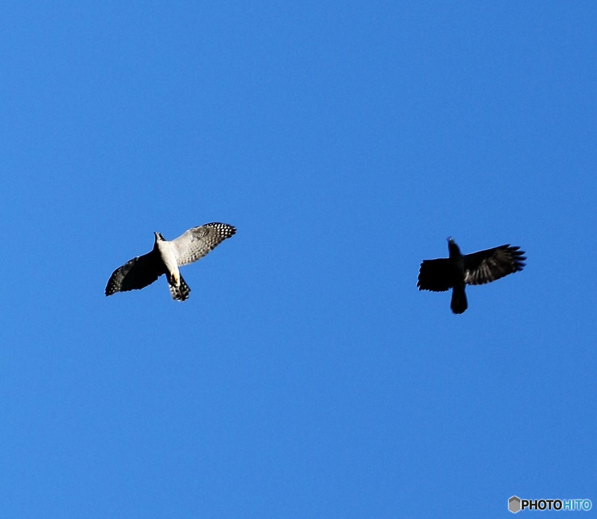 オオタカさんとハシブトガラスさん。