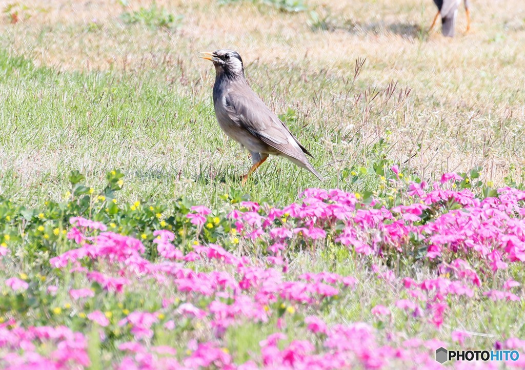 ムクドリさんと芝桜。