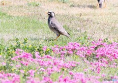 ムクドリさんと芝桜。