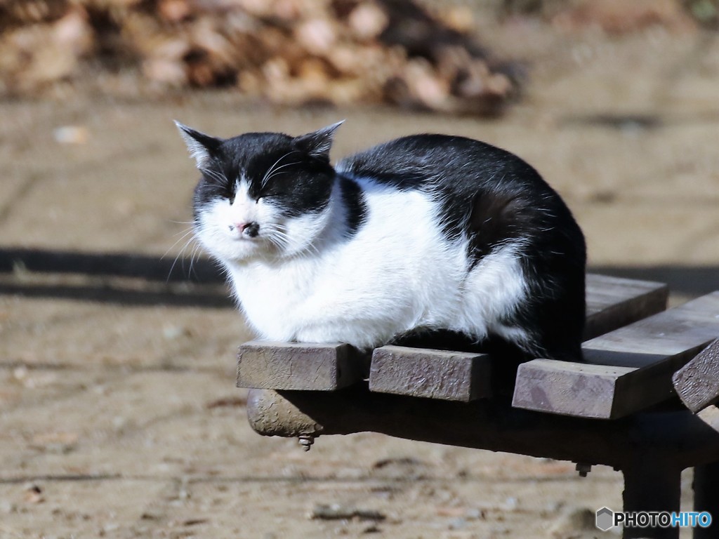 公園のネコさん。