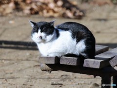 公園のネコさん。