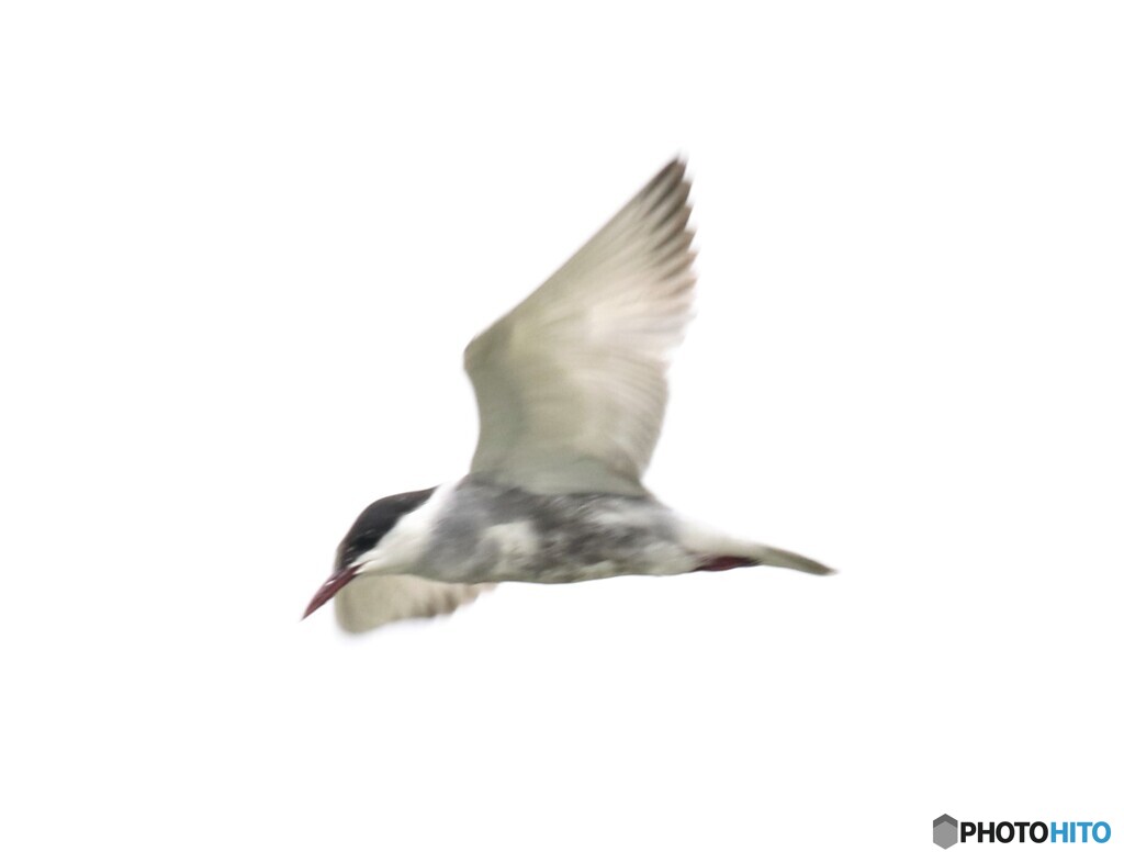 クロハラアジサシさん。