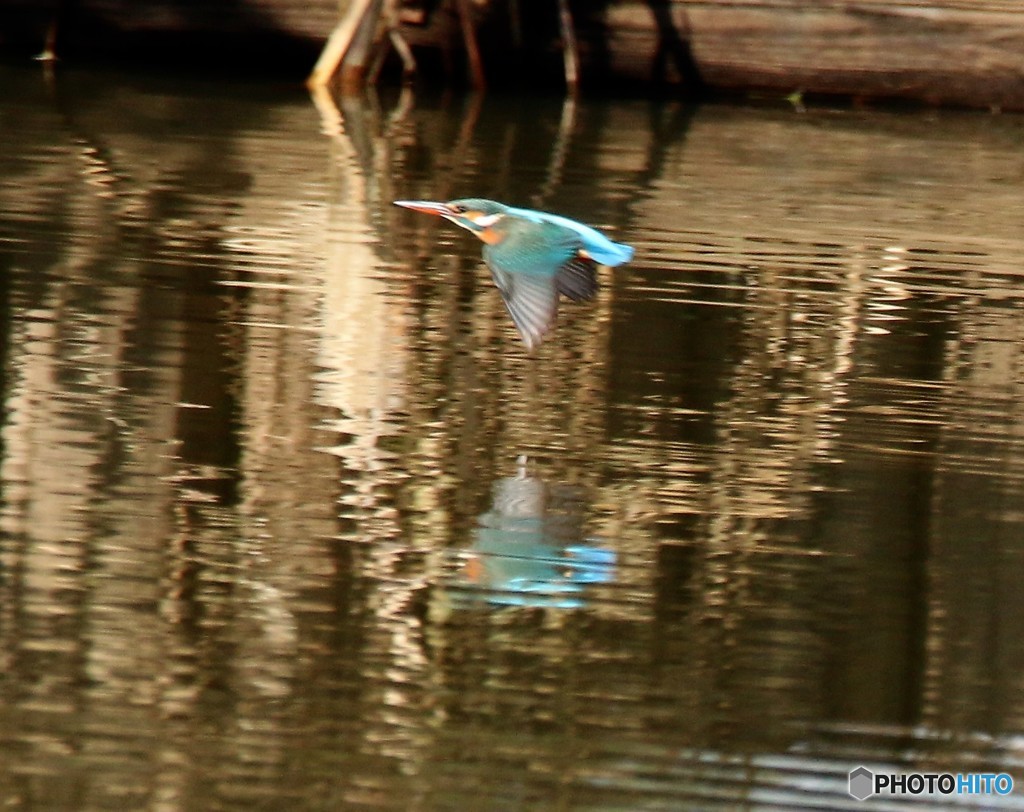 カワセミさんのメス。