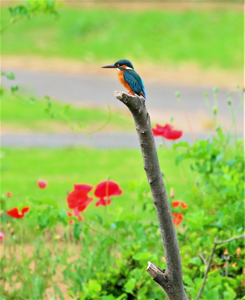 カワセミさんと残りポピー