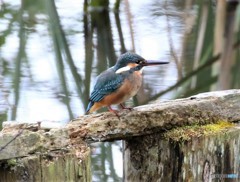 カワセミさん。