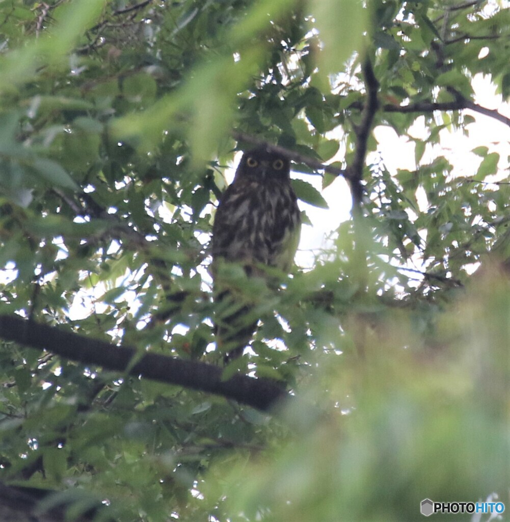 アオバズクのお父さん。