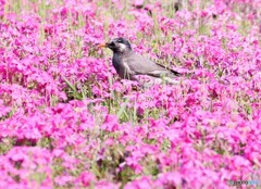 ムクドリさんと芝桜。