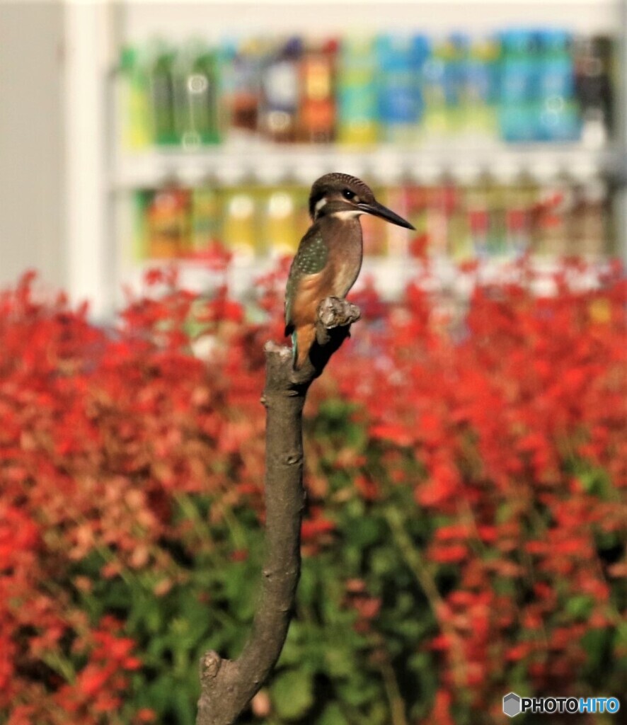 カワセミさん・自動販売機。