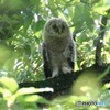 フクロウさんのヒナ①。