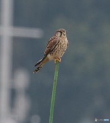 チョウゲンボウさん。