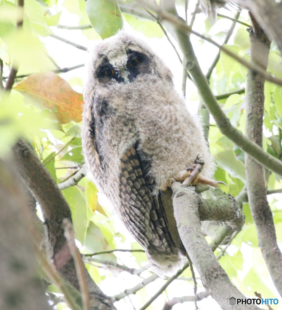 トラフズクのヒナ。