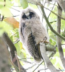 トラフズクのヒナ。