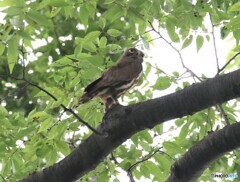 アオバズクさん。