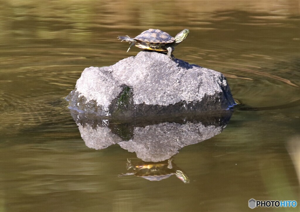 カメ・鏡