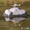 カメ・鏡