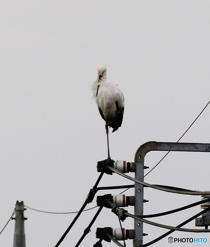 電柱で、休憩するコウノトリさん。
