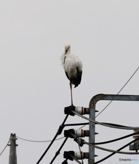 電柱で、休憩するコウノトリさん。