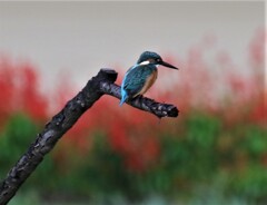 カワセミさん。