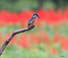 カワセミさんの幼鳥。