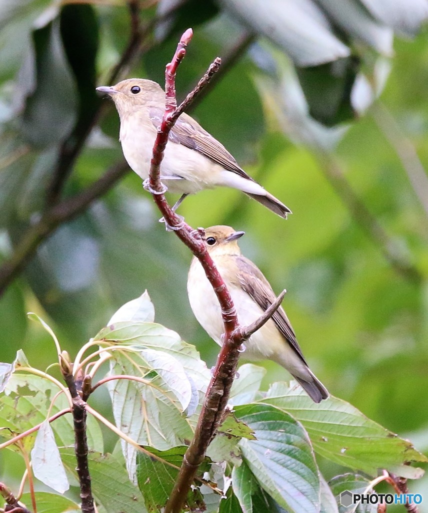 キビタキさんのメス。