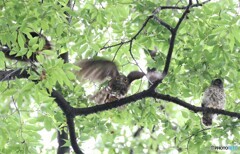 アオバズクさんたち。