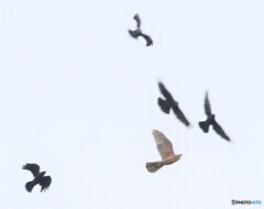 オオタカさんの若鳥。
