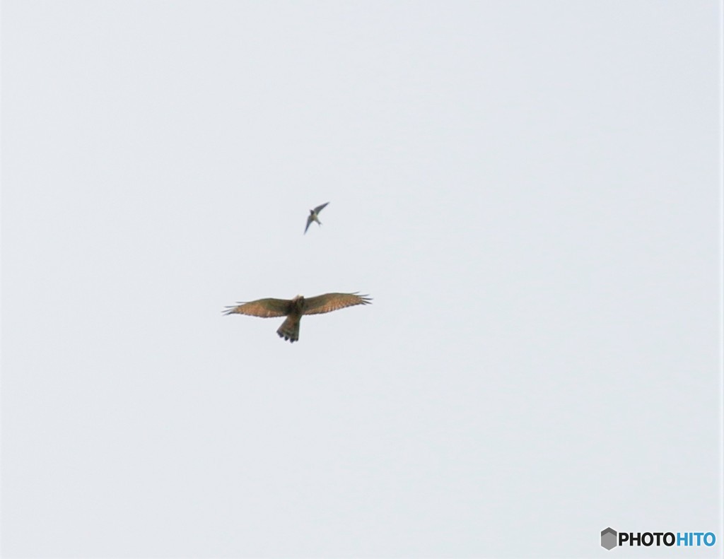 ツバメさんとサシバさん。