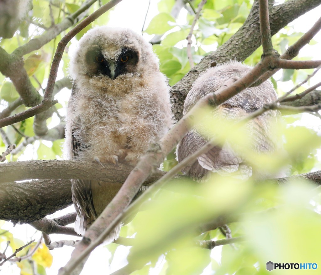 トラフズクのヒナ。