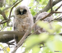 トラフズクのヒナ。