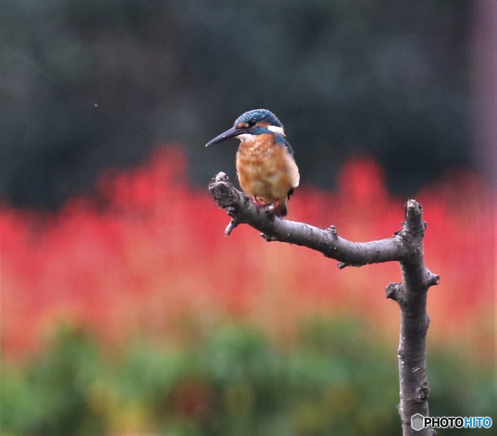 カワセミさん。