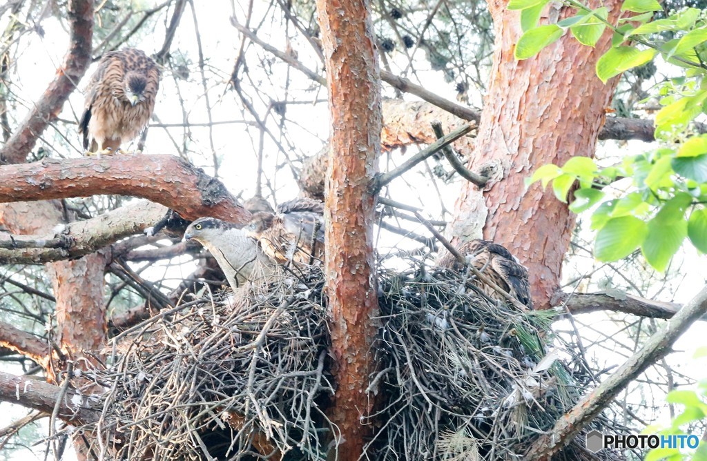 オオタカさんの親子。