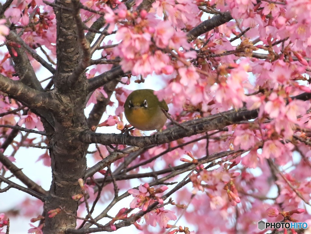 オカメザクラにメジロさん。