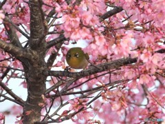 オカメザクラにメジロさん。