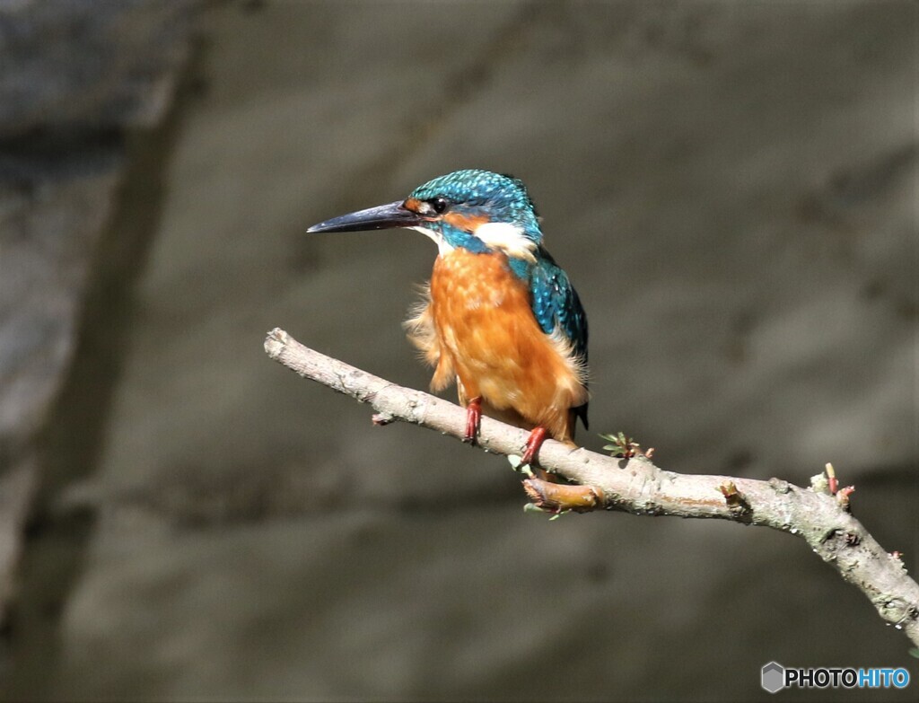 カワセミさん。