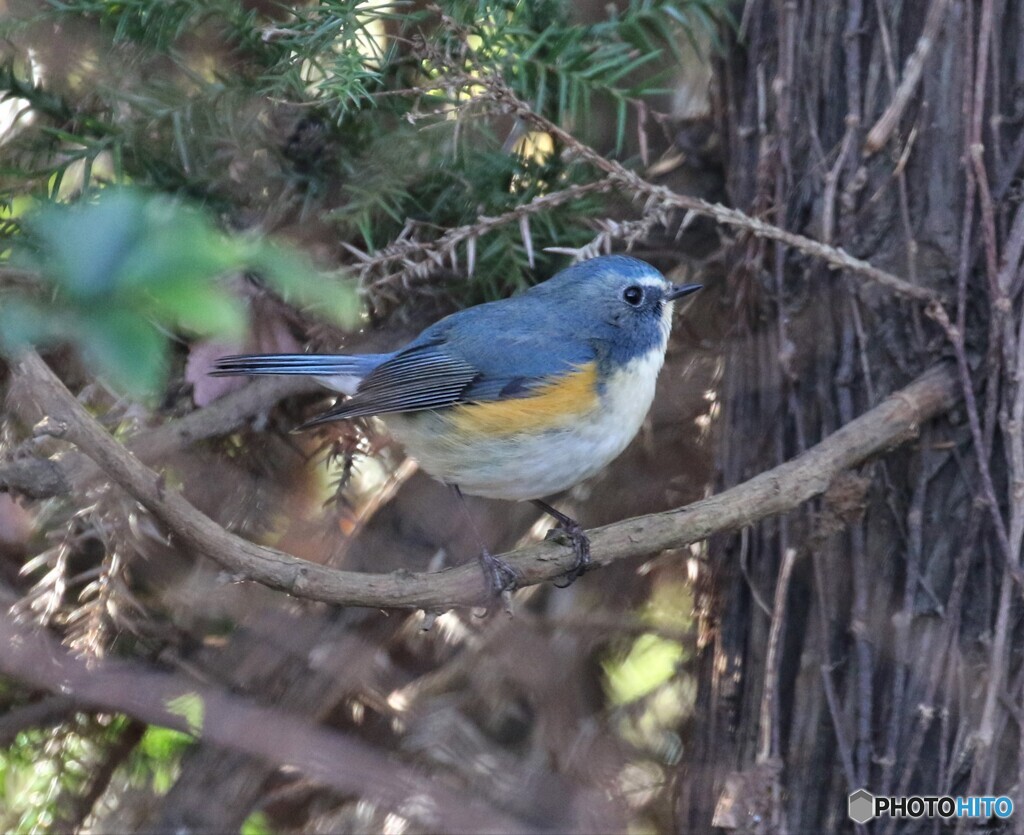 令和元年最後の鳥見鳥撮り⑩。