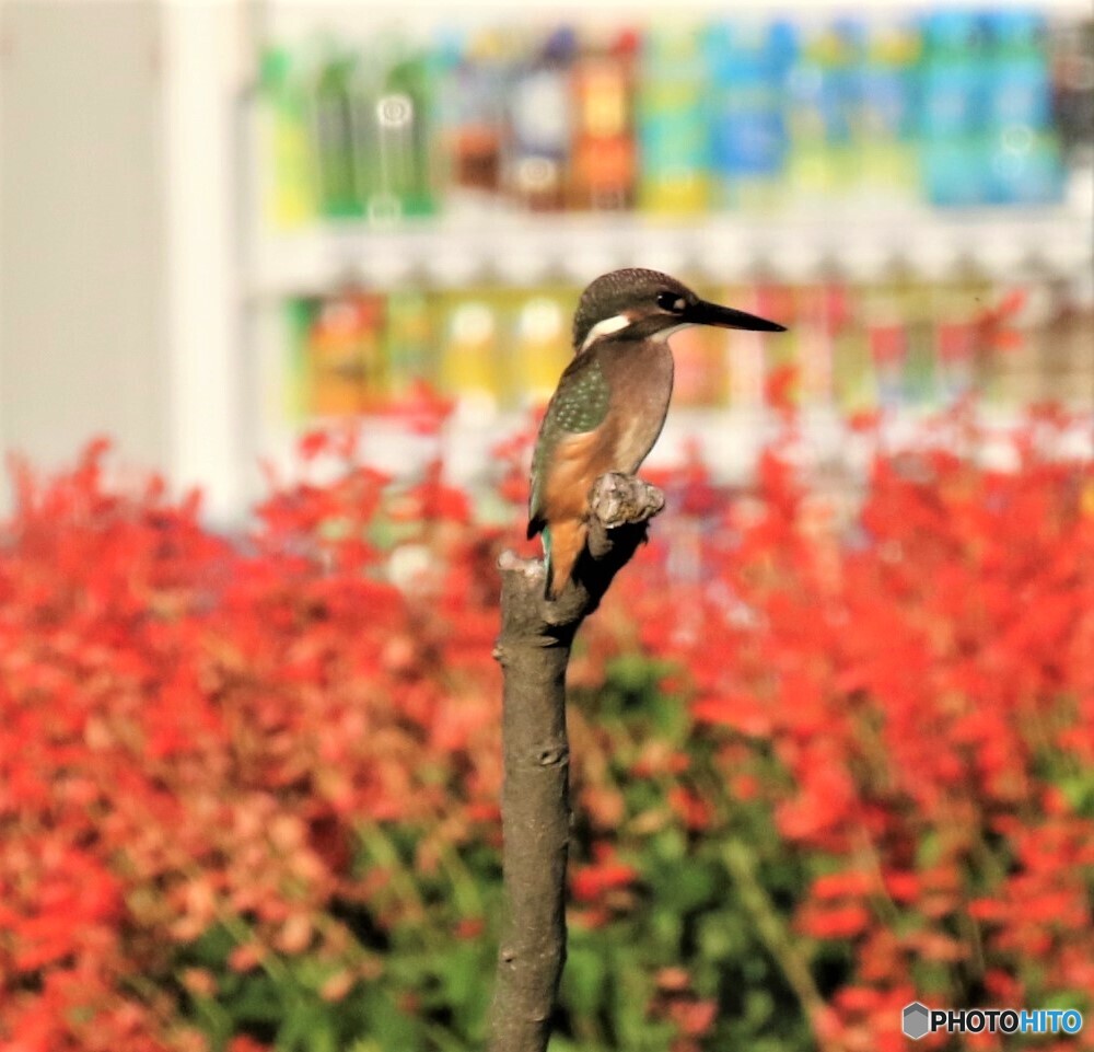 カワセミさん・自動販売機。