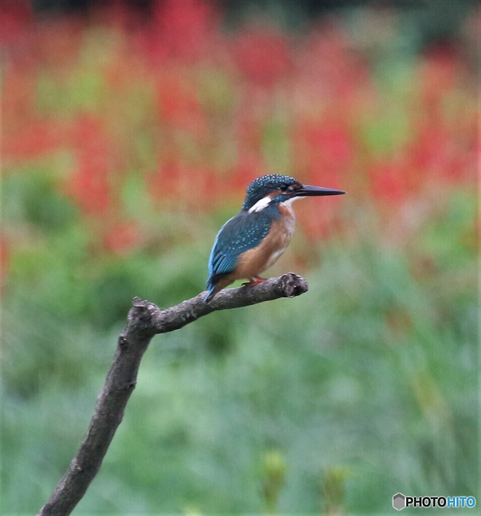 カワセミさん。