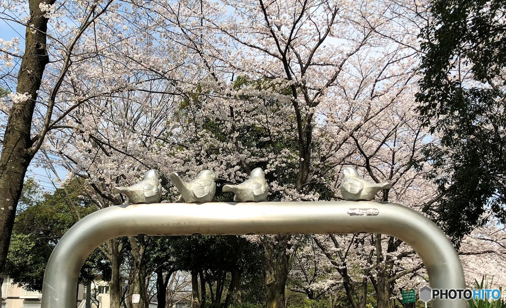 スズメさんたちの花見。