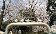 スズメさんたちの花見。