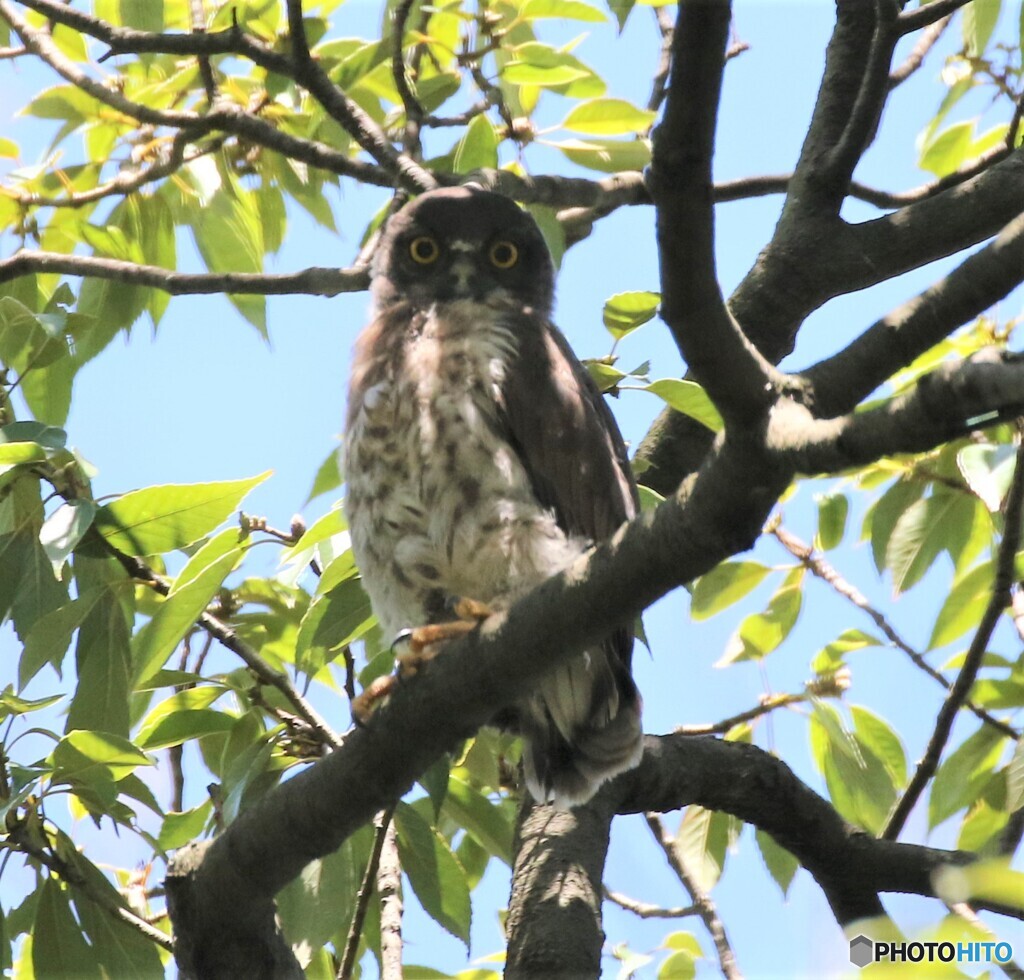アオバズクさんのヒナちゃん。