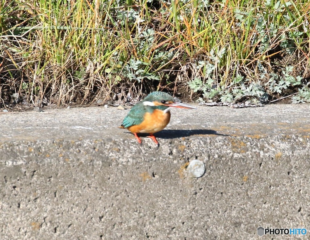 カワセミさん。