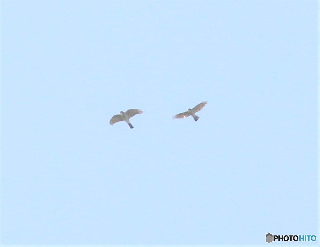 オオタカさんのペアー。