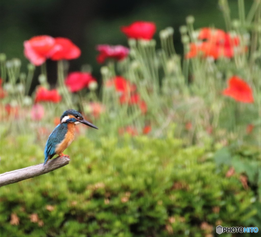 カワセミさん。