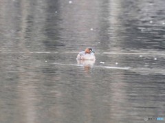 カイツブリさん。