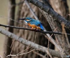 カワセミさん。