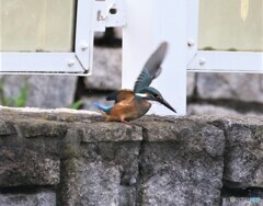 カワセミ君。