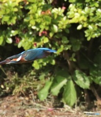 くちばしの先がない。