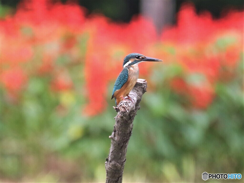 カワセミくん。